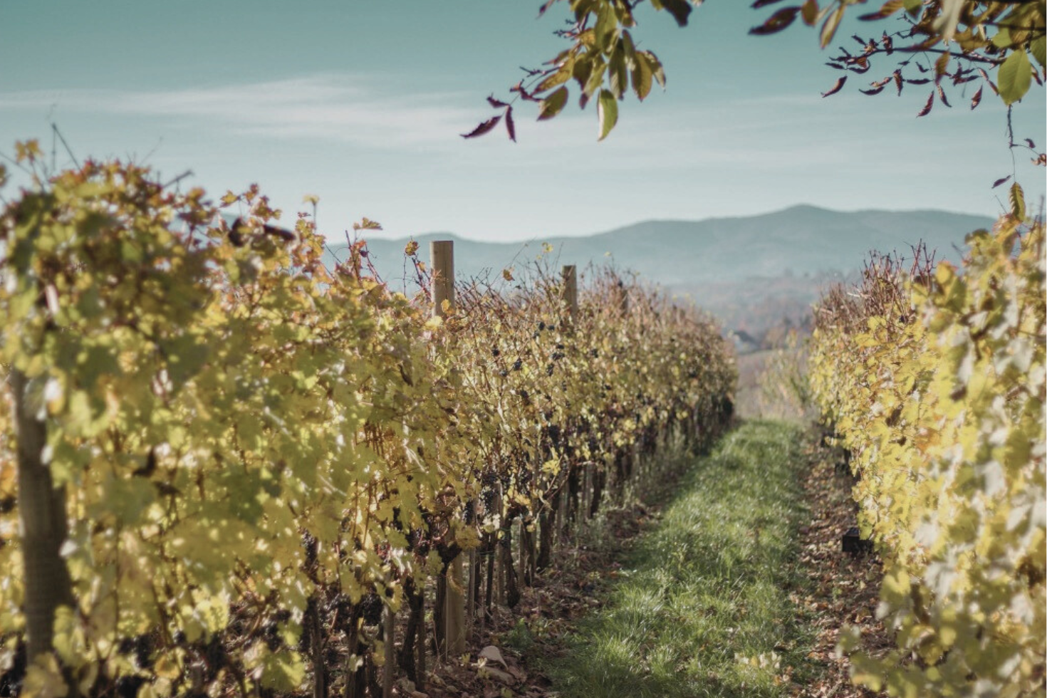 Vinogradarstvo i vinski turizam u Sremu – tradicija koja oblikuje život i prostor