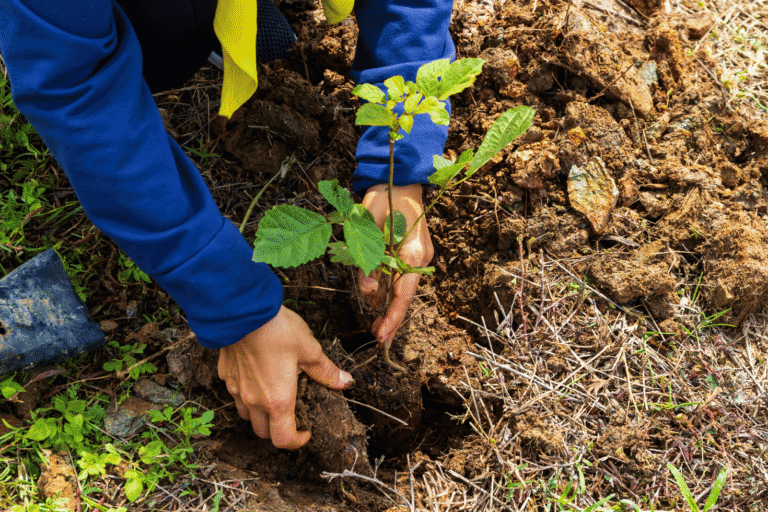 VESTI sremske nekretnine (2)